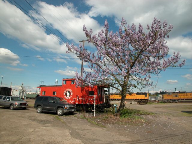 A tree grows in Brooklyn.